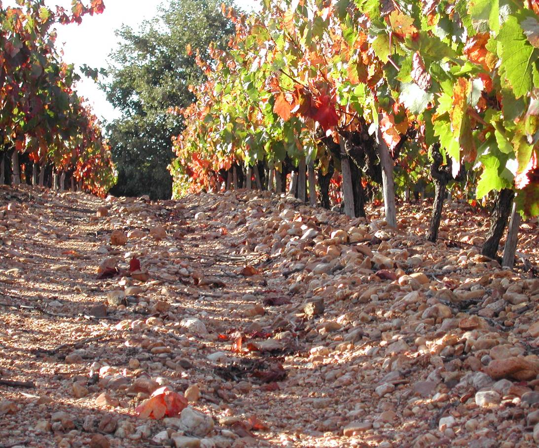 TERROIRS EN GARRIGUES