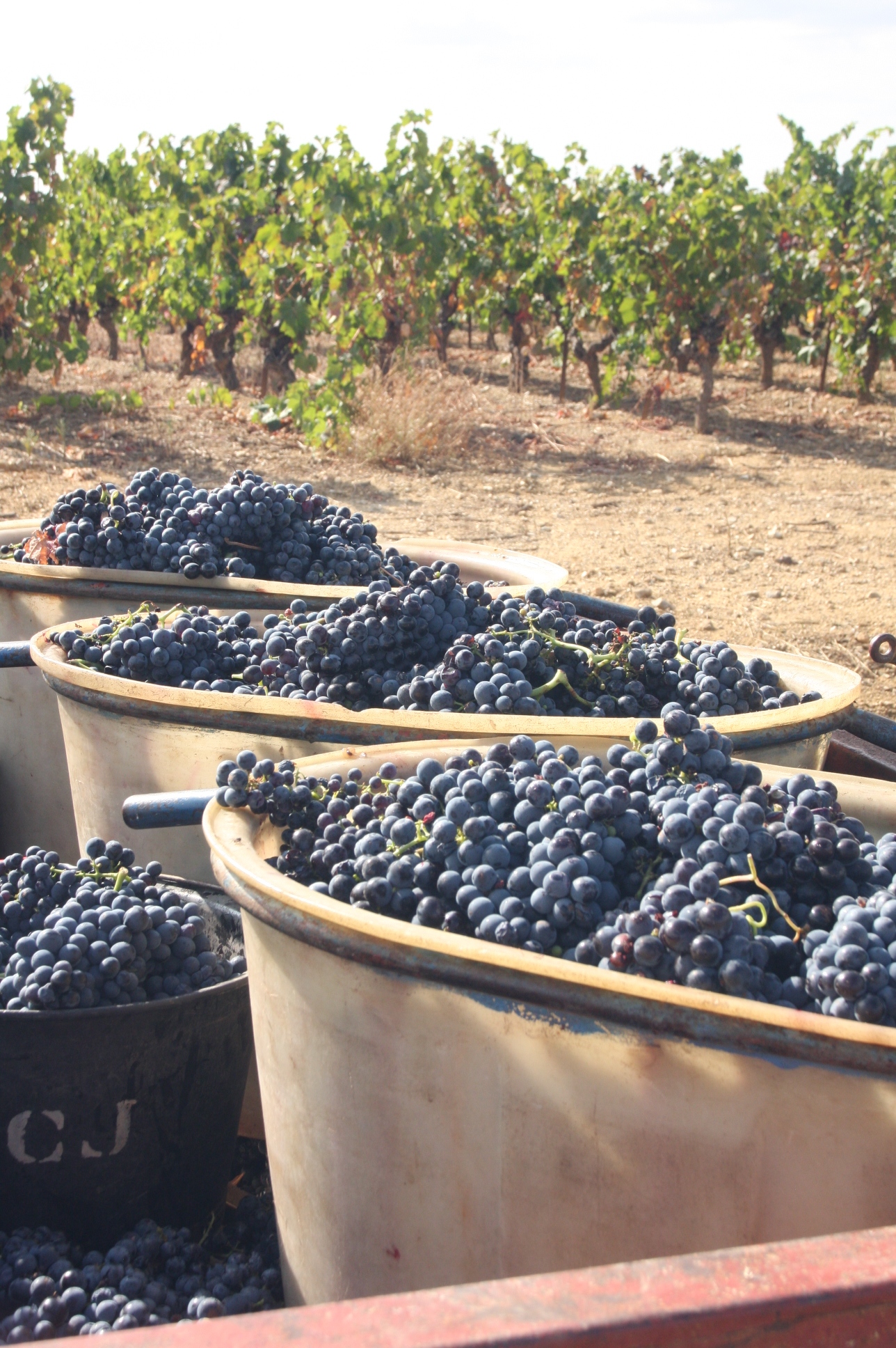 DOMAINE LES FILLES DE SEPTEMBRE