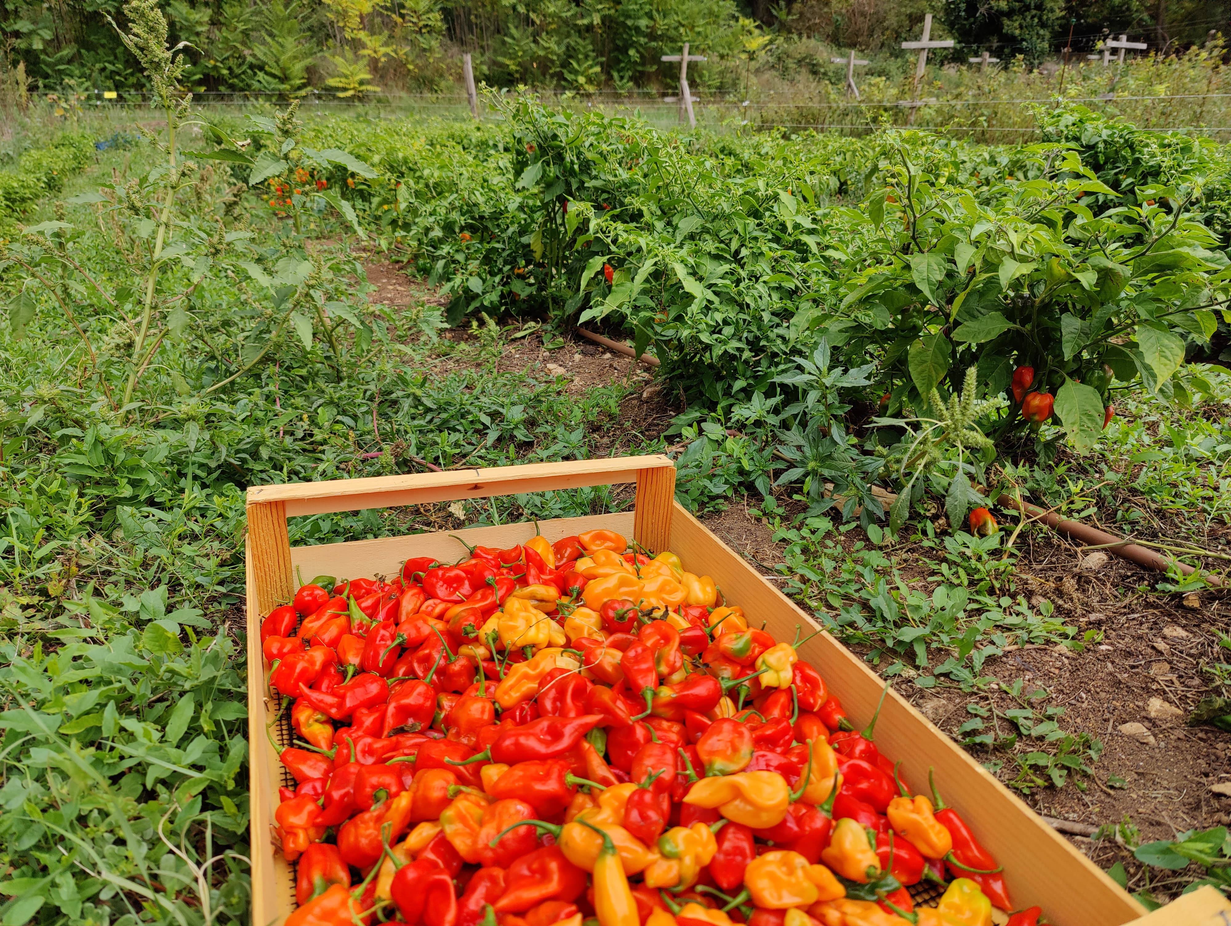 Les Piments du bout du monde