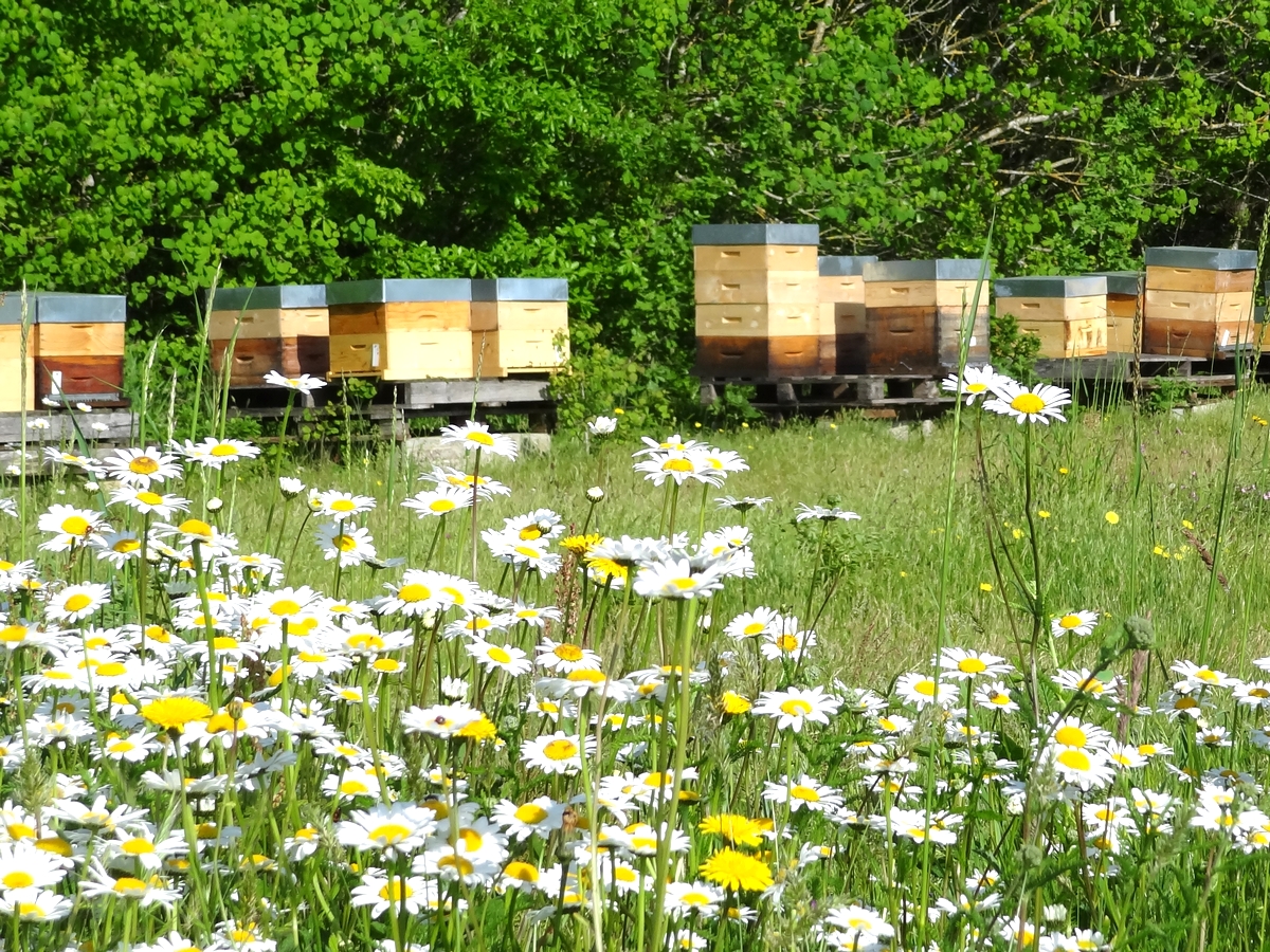 LES RUCHERS DE COCAGNE