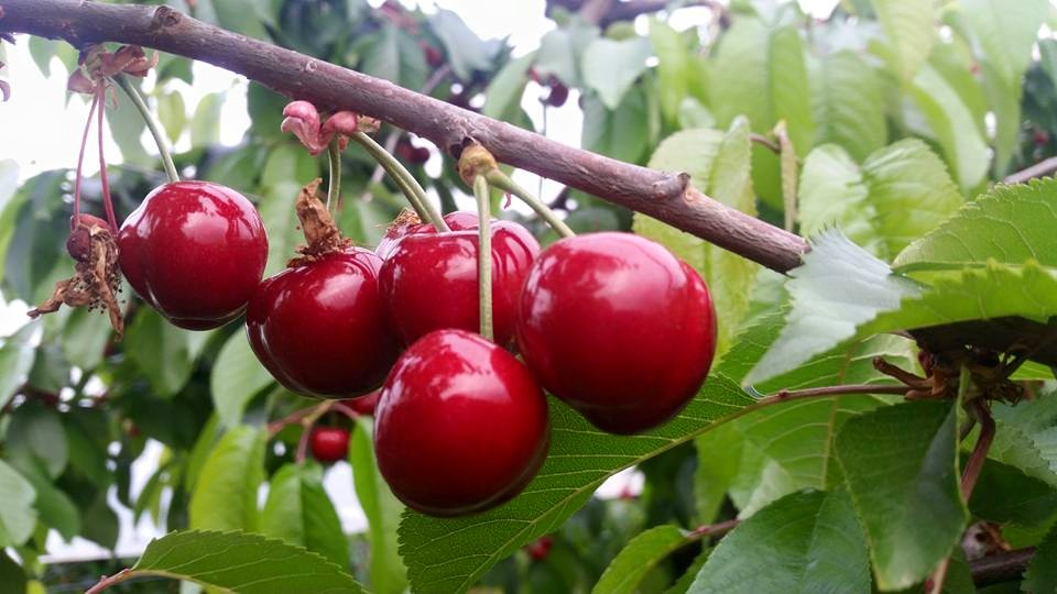 Cerise