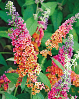 BUDDLEJA weyeriana