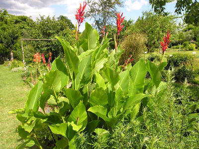 Canna edulis