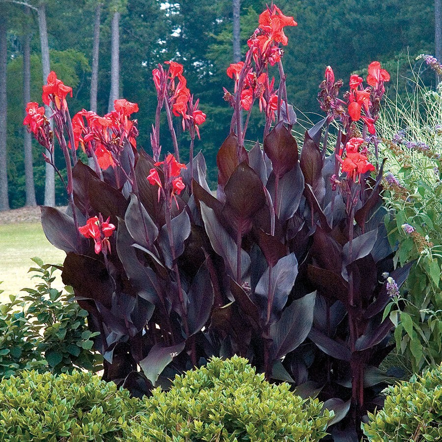 Canna australis