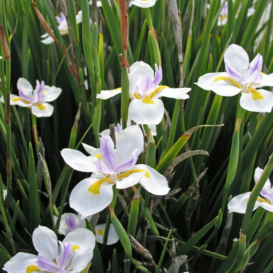 Dietes grandiflora