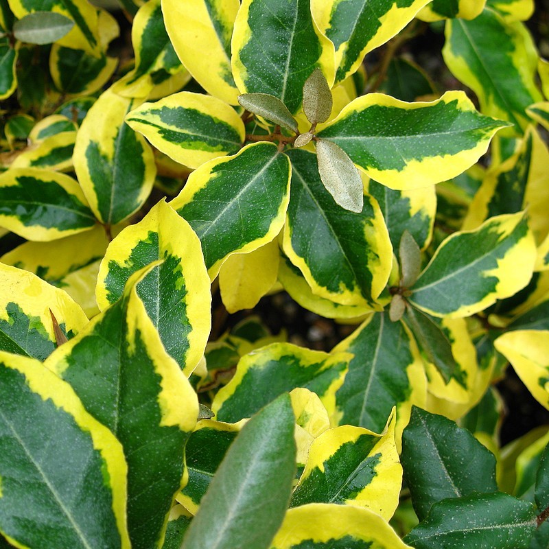 Elaeagnus ebbengeii 'Limelight'