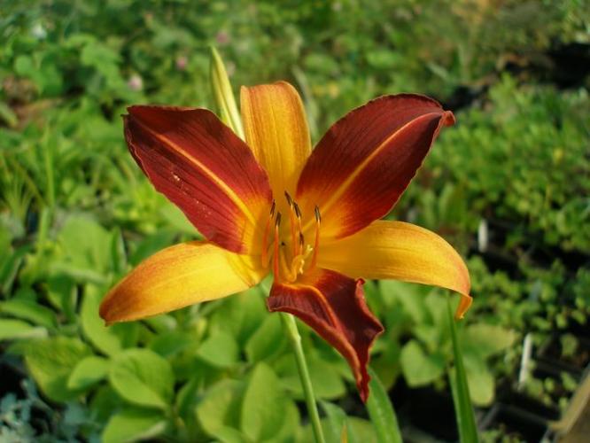 Hemerocallis 'Mary guenther'