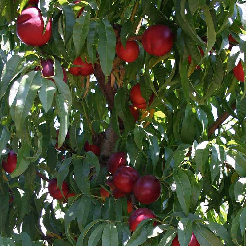 nectarines Pierre Blanche