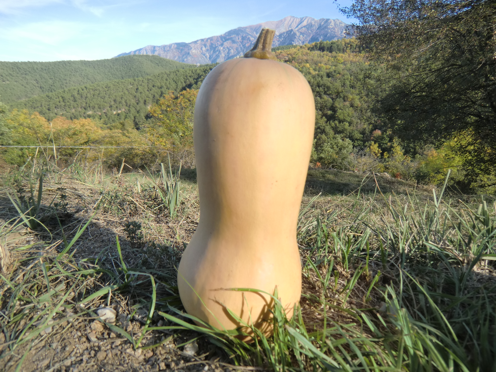 butternut