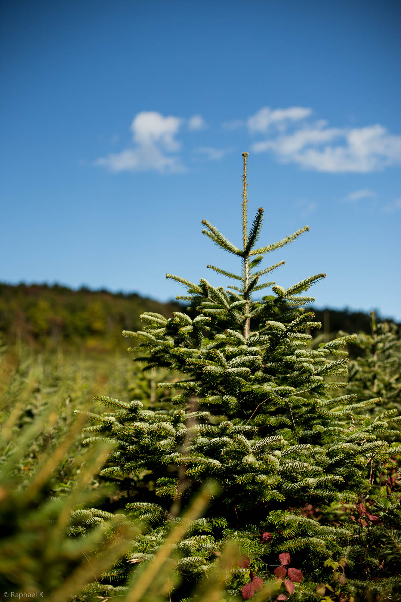 Sapin de Noel Nordmann Bio