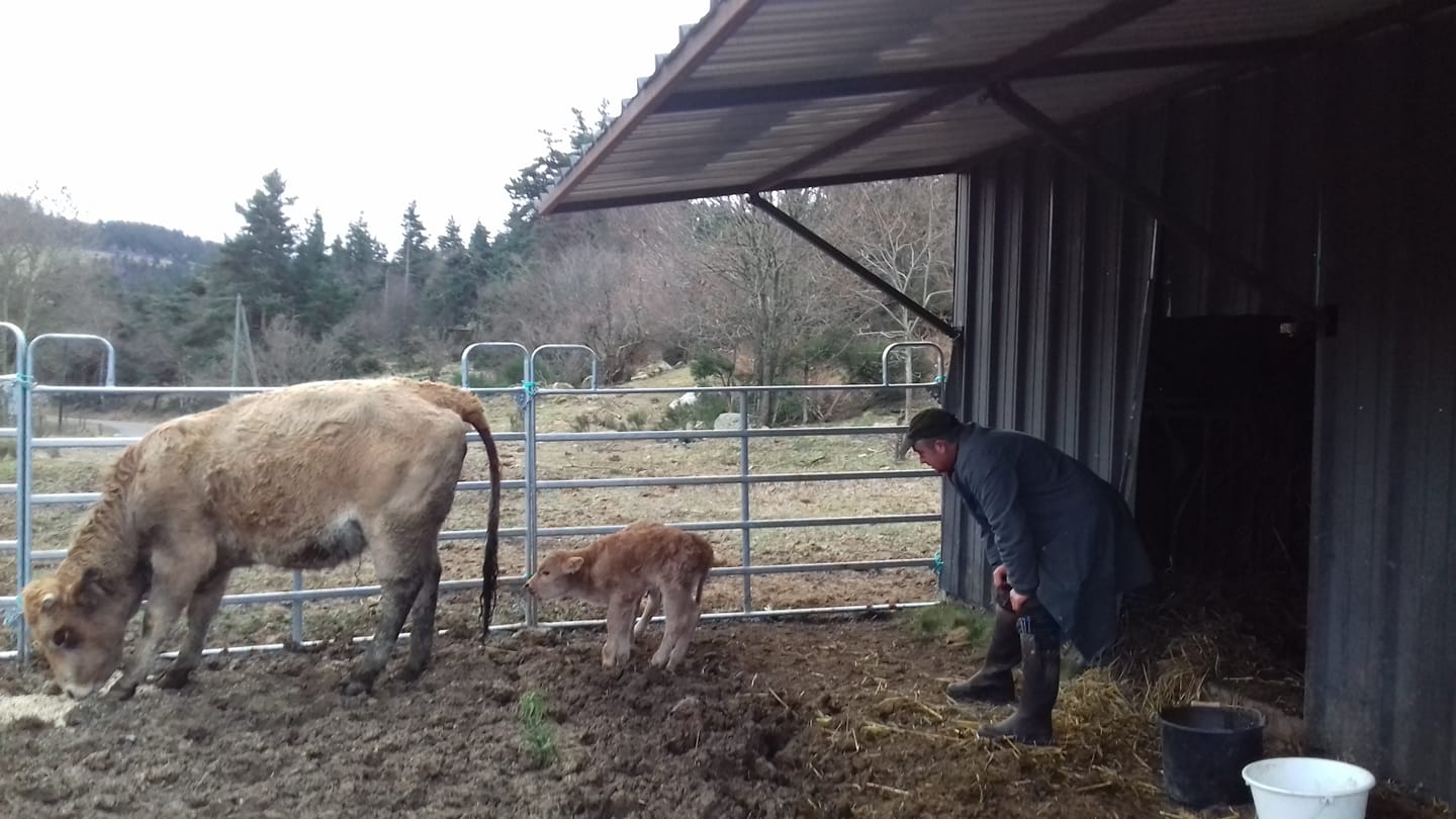 COLIS DE VIANDE AUBRAC