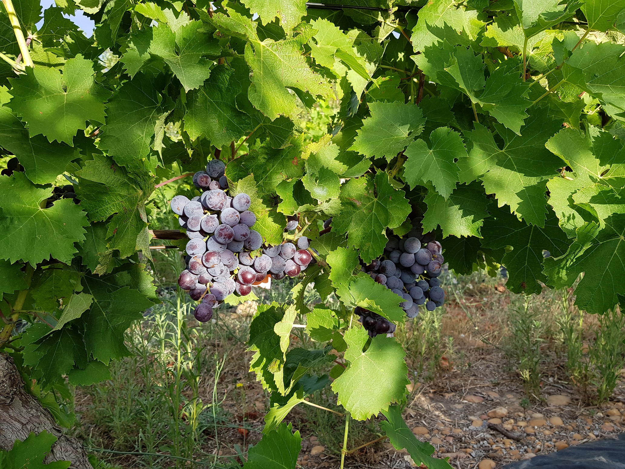 Muscat de Hambourg
