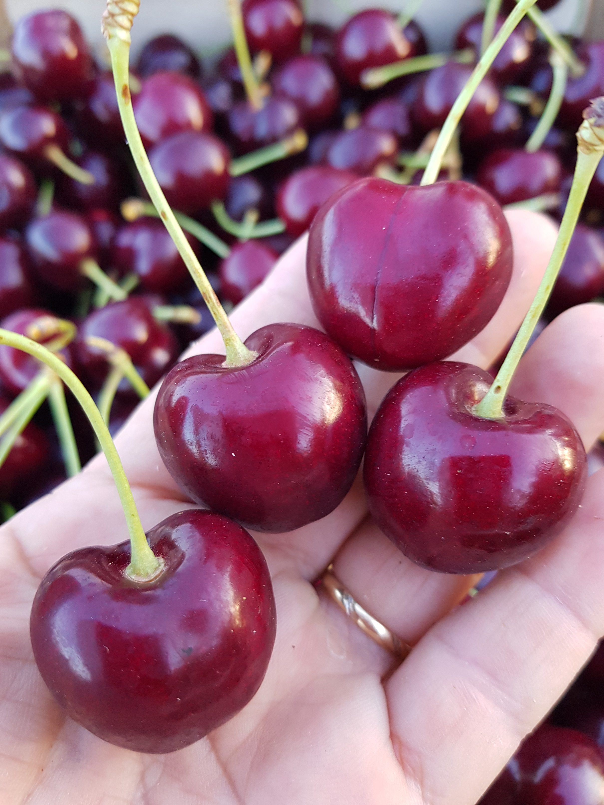 Cerises 