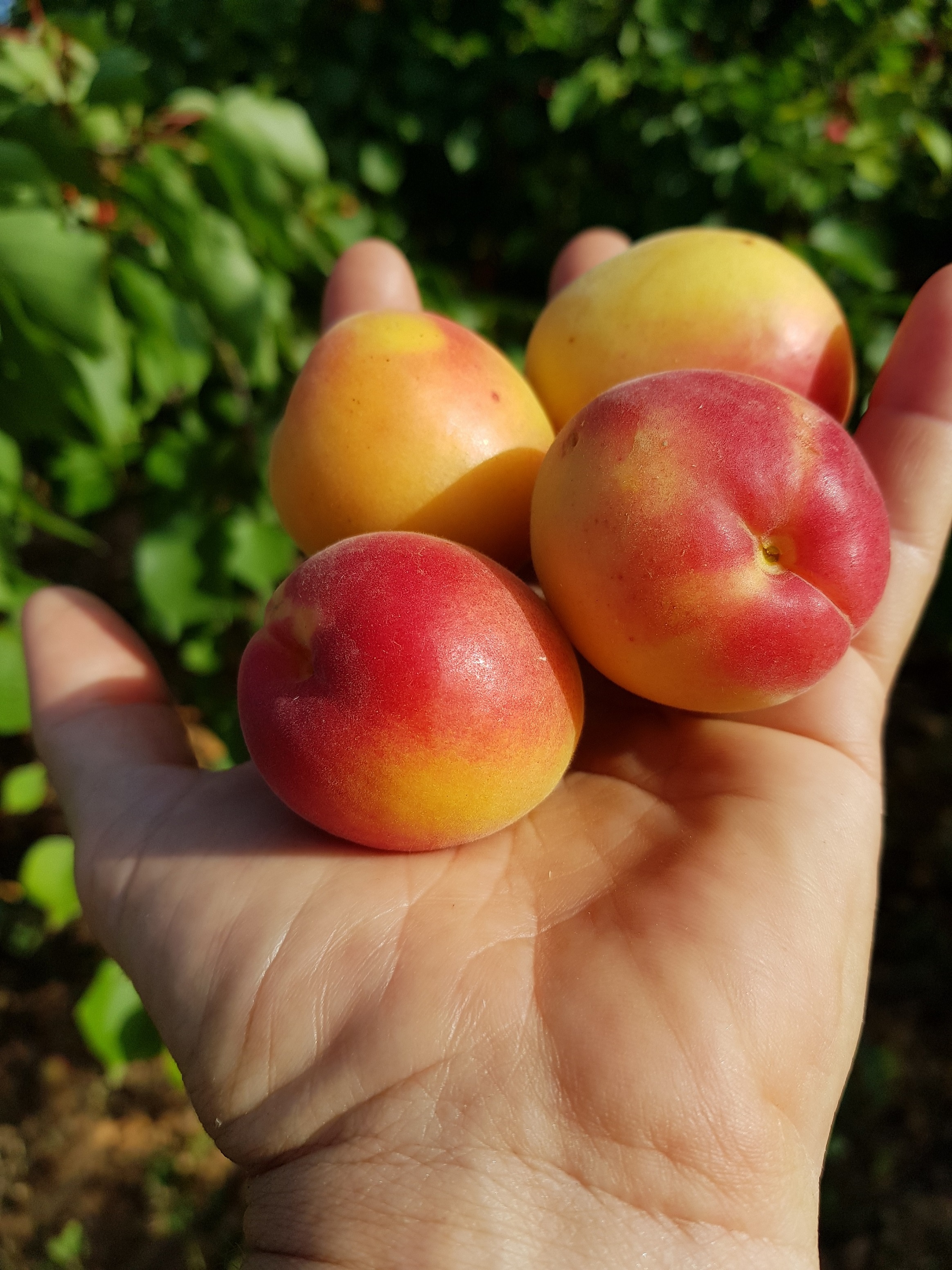 Abricots