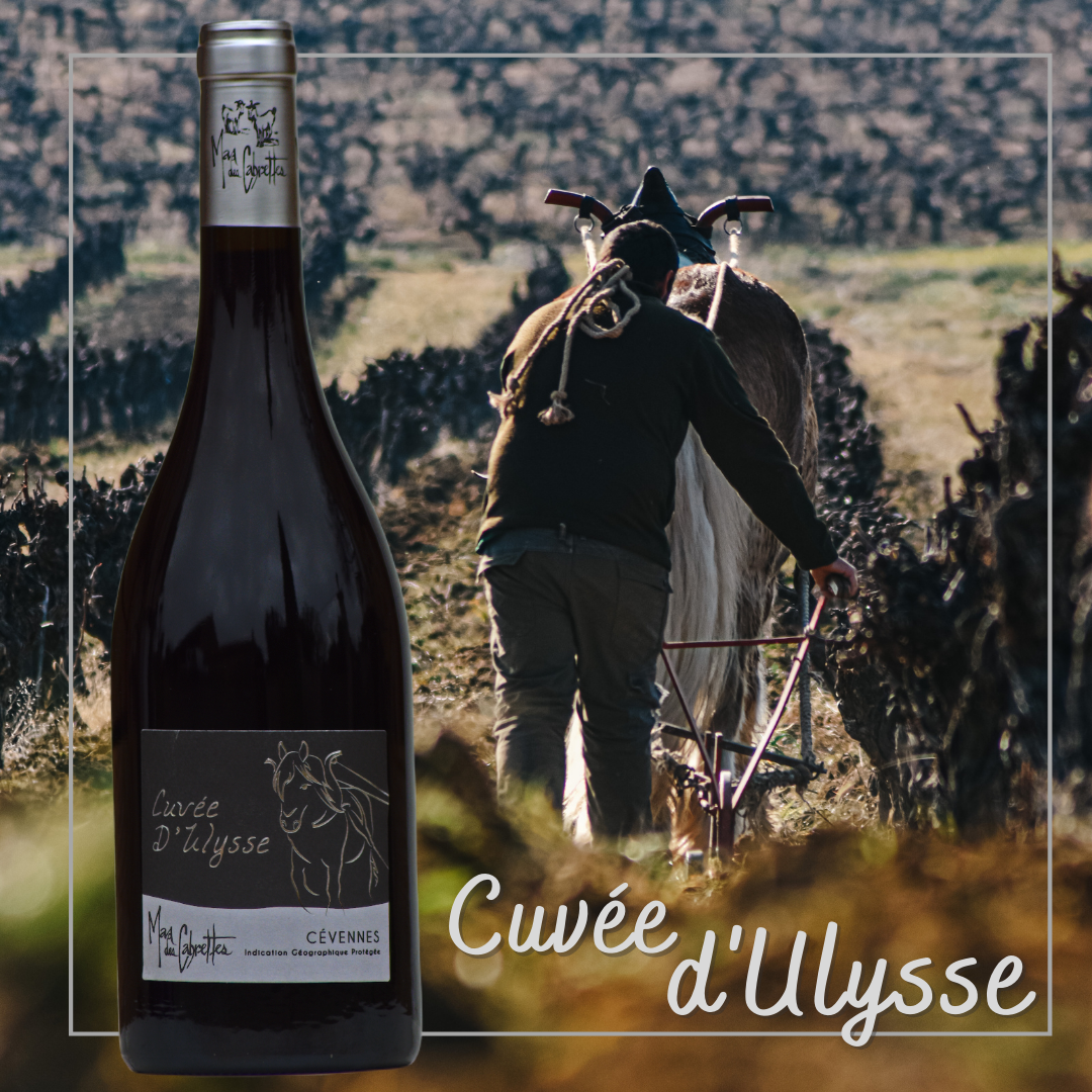 CUVEE D'ULYSSE IGP cevennes