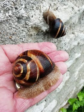 Escargots de terre