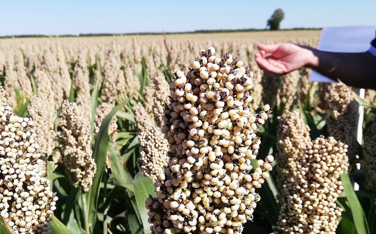 SORGHO GRAIN INTEGRAL