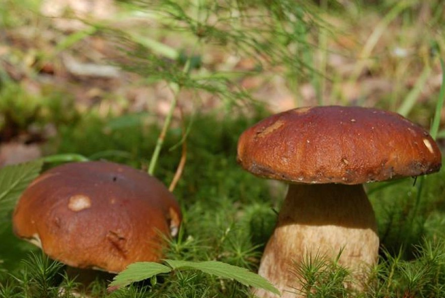 Chataignes fraiches