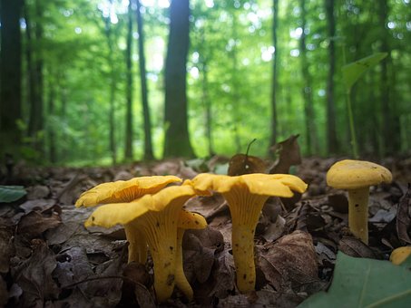 Liqueur de girolles