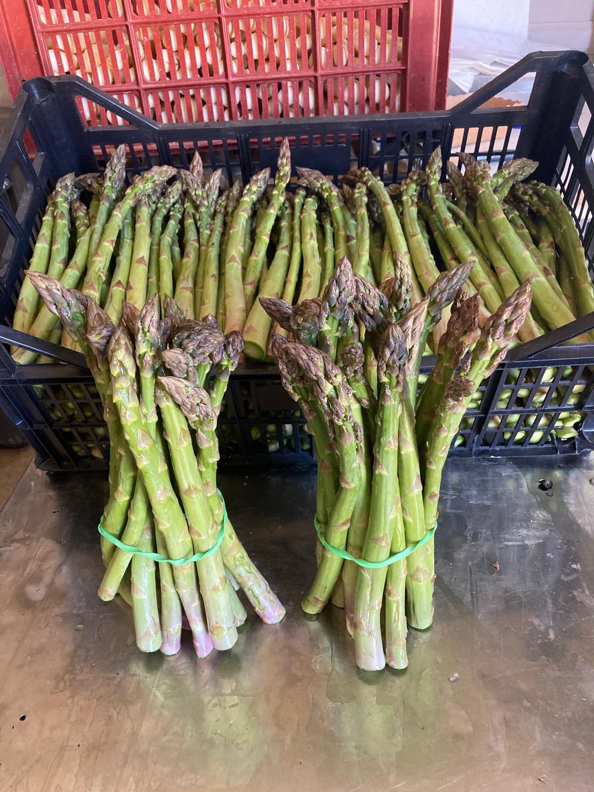 Asperge verte de Tauriac