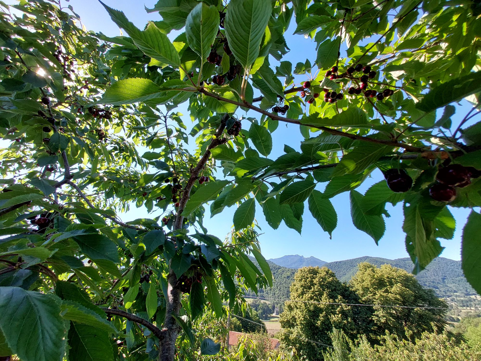 Sorbet Cerise plein fruit