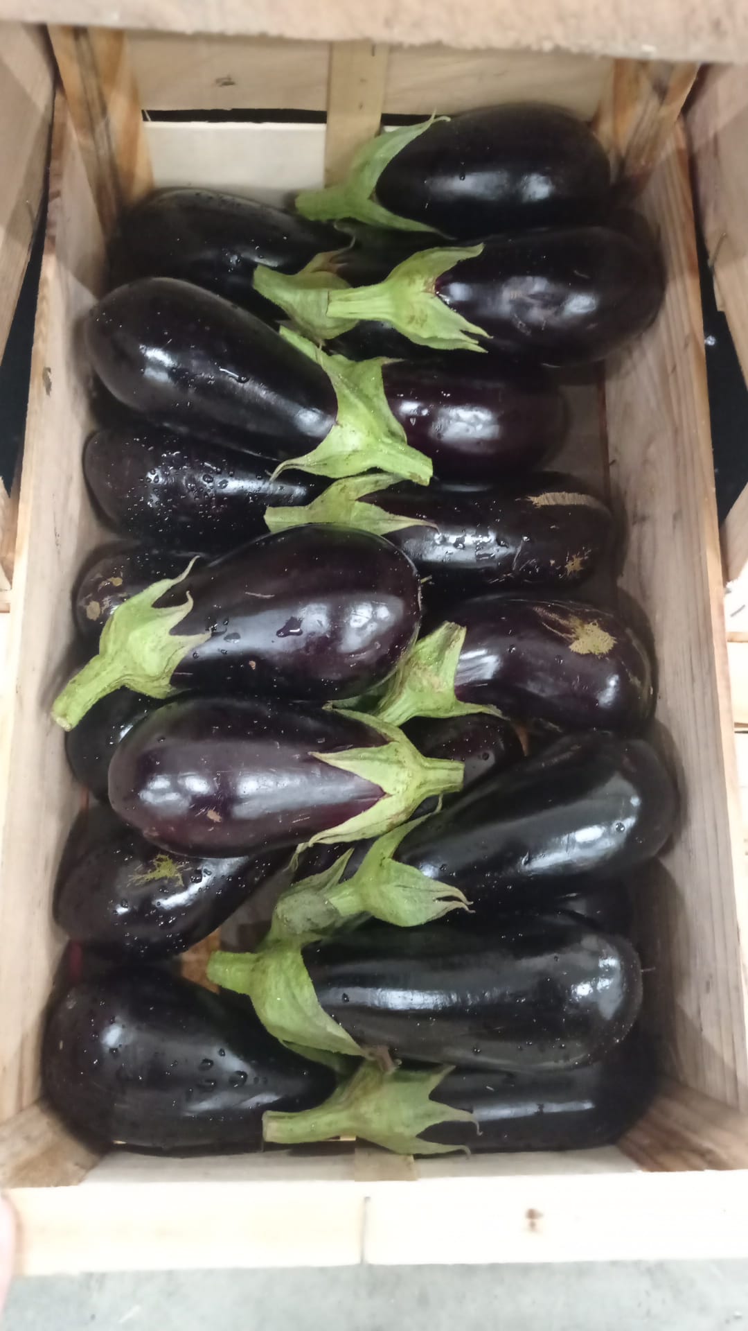 Aubergine