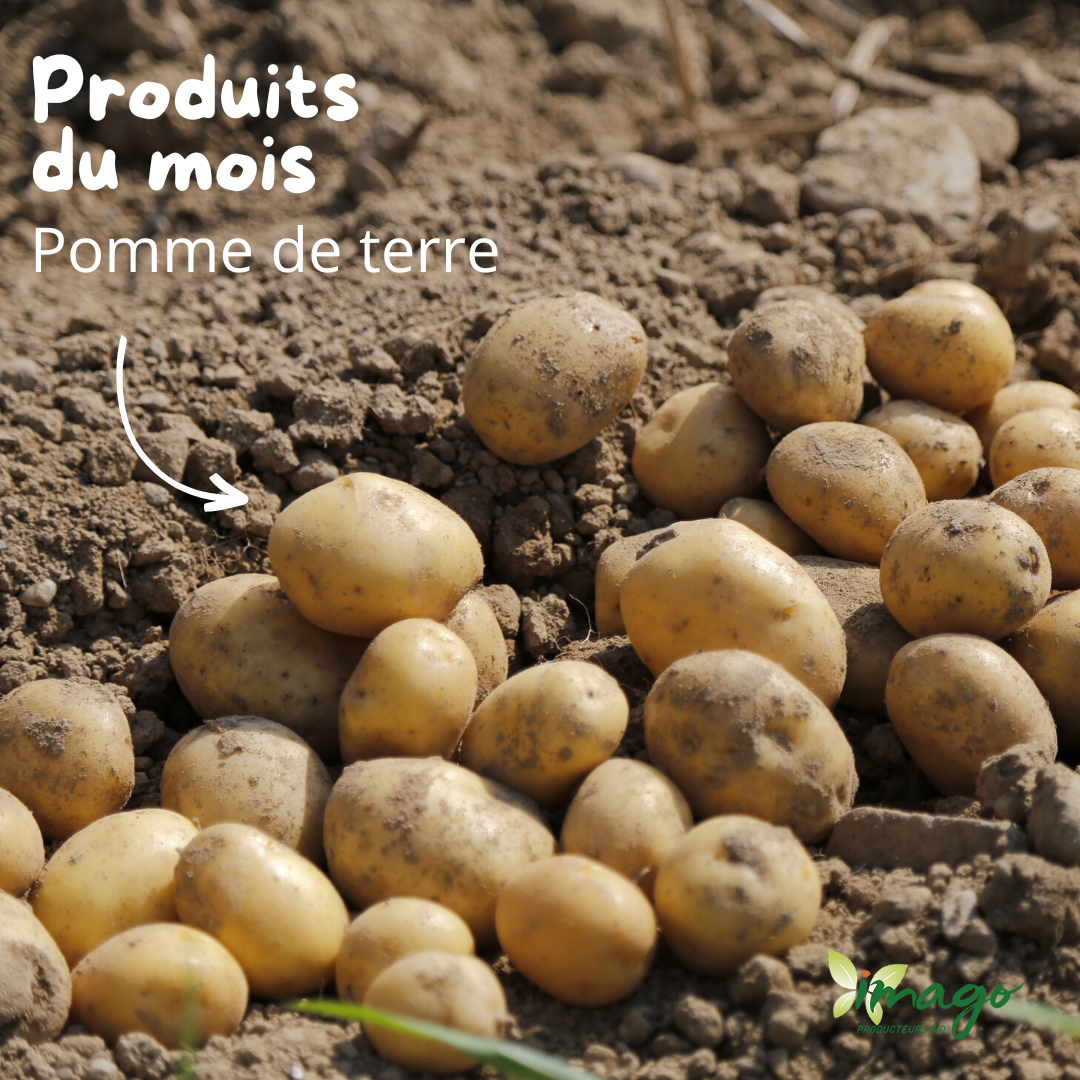 Pomme de Terre