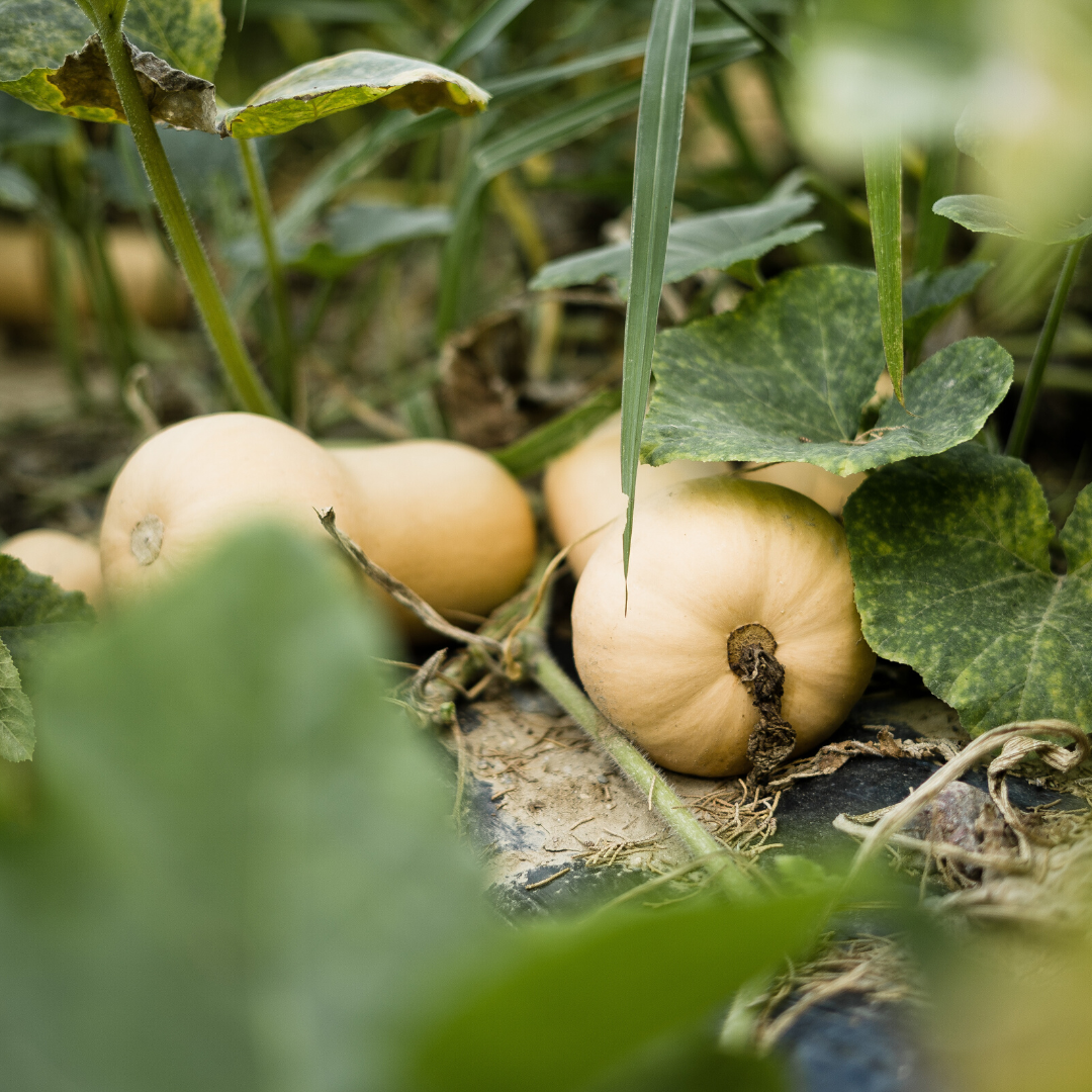 Courge butternut