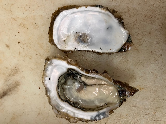 HUITRES DE BOUZIGUES