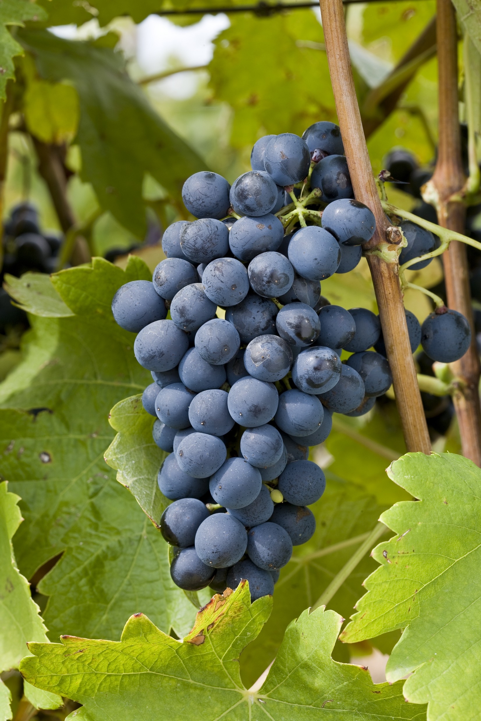 DOMAINE ST DOMINIQUE ROUGE 