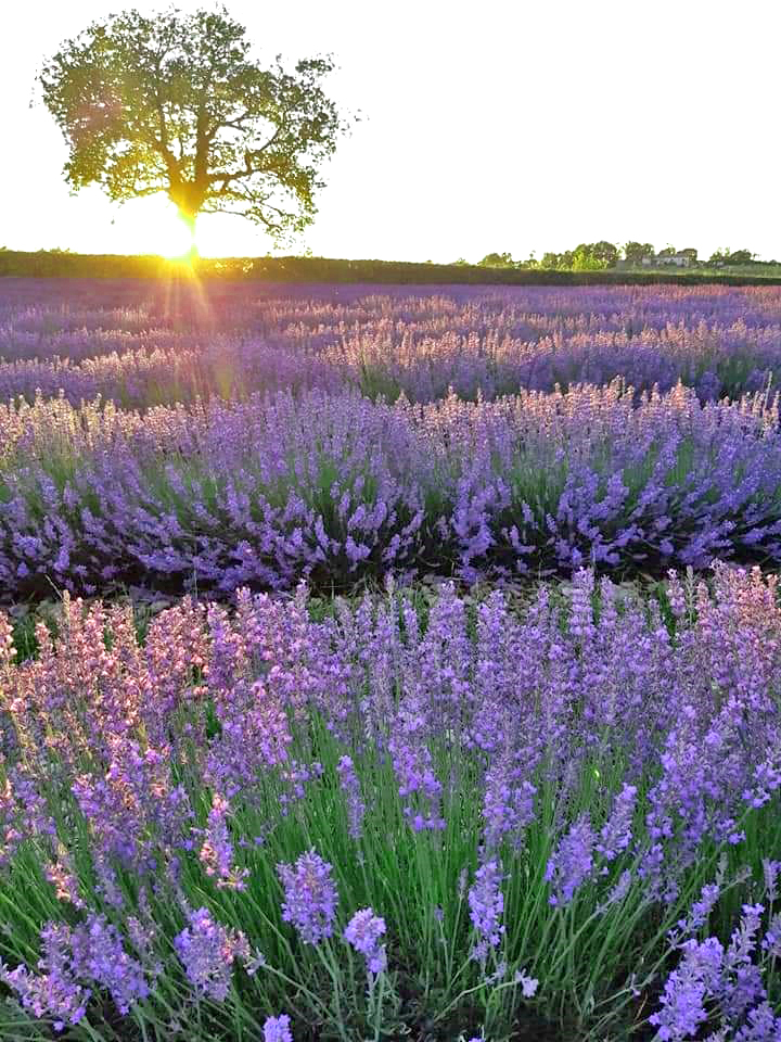 Eau florale de Lavande