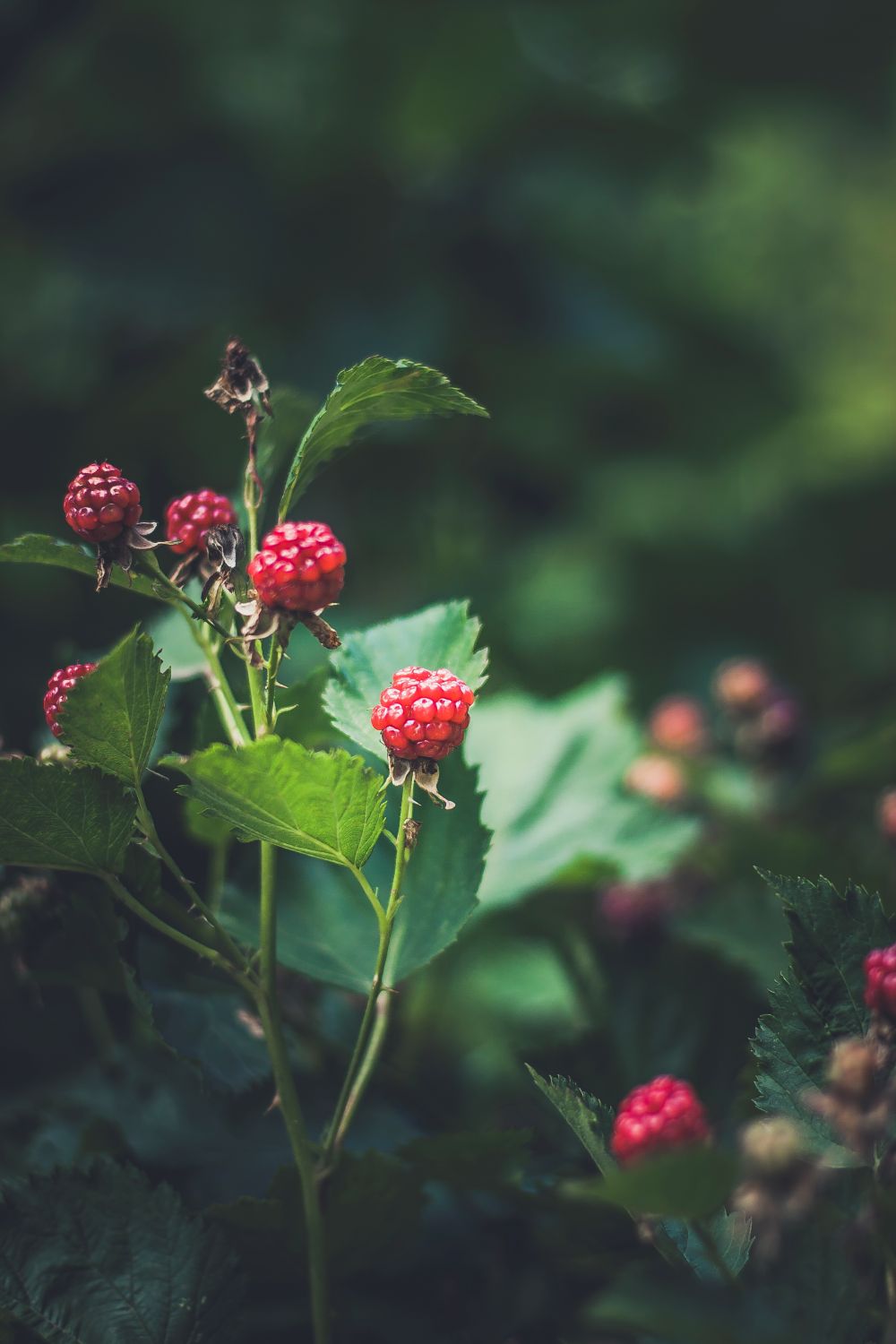 Framboise