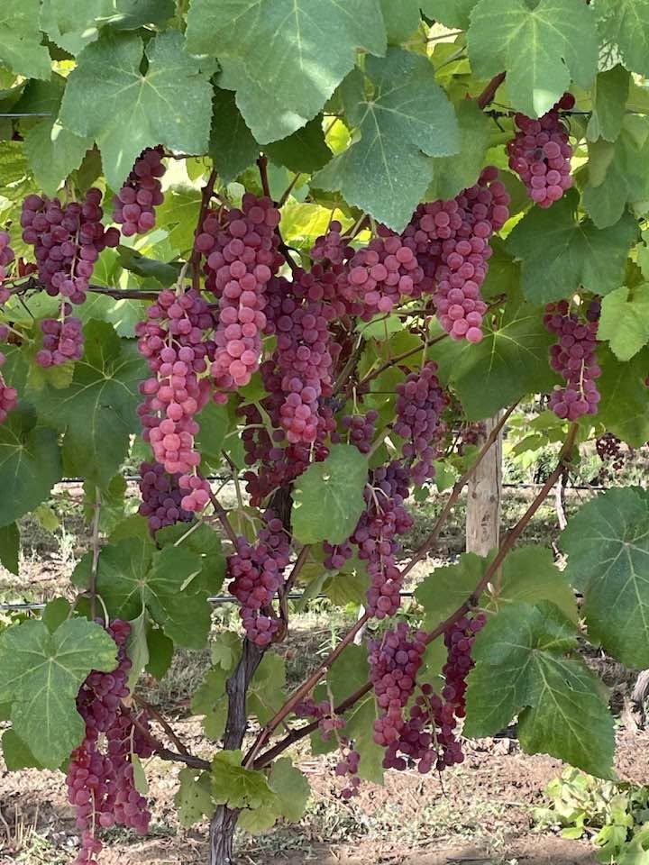 Raisin de Table sans pépin Suffolk Red 