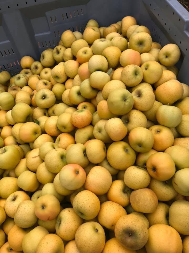 Pomme 