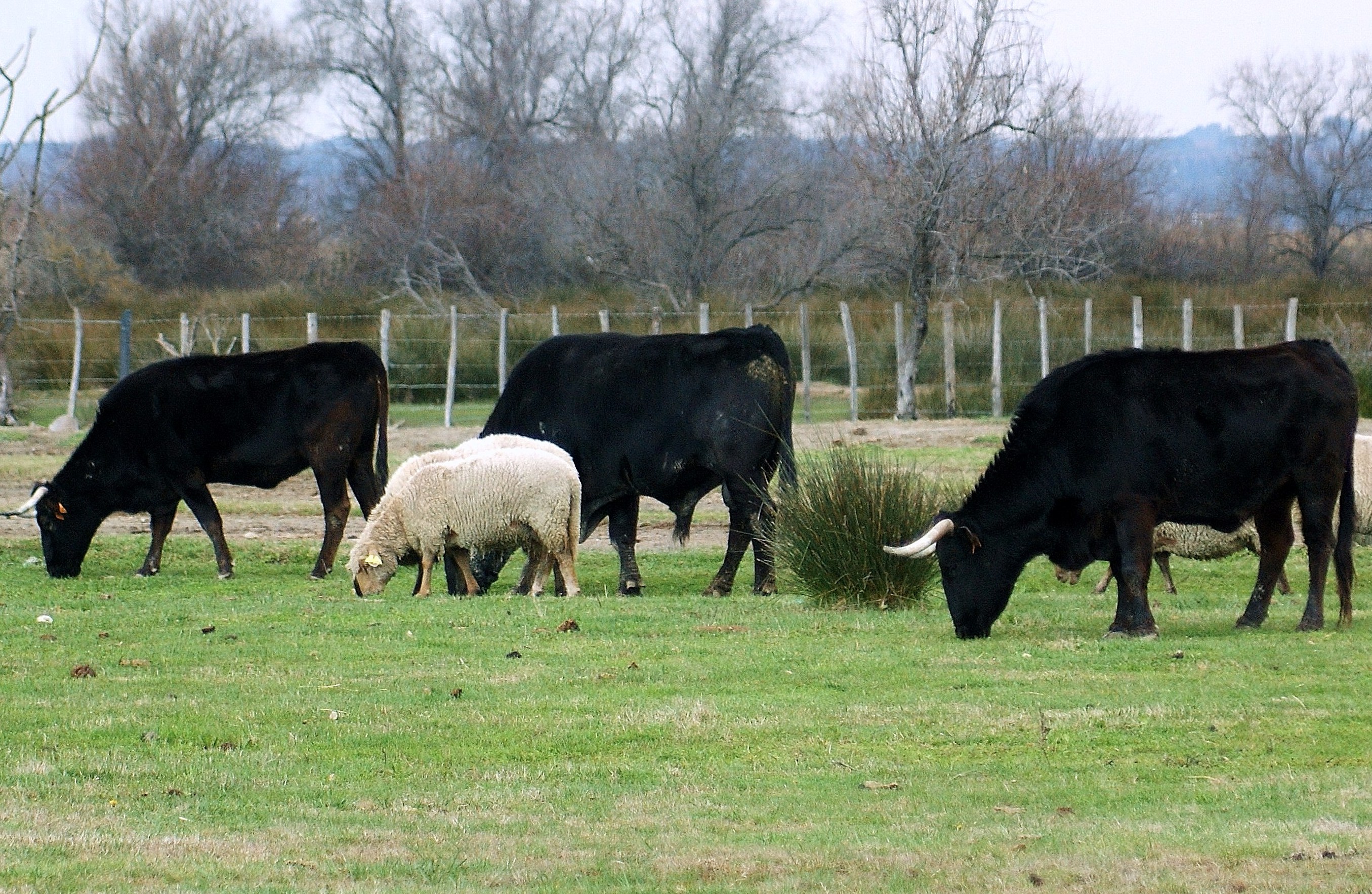 viande seche et fumee de taureau