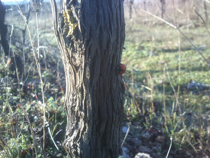 Domaine de Pélissols