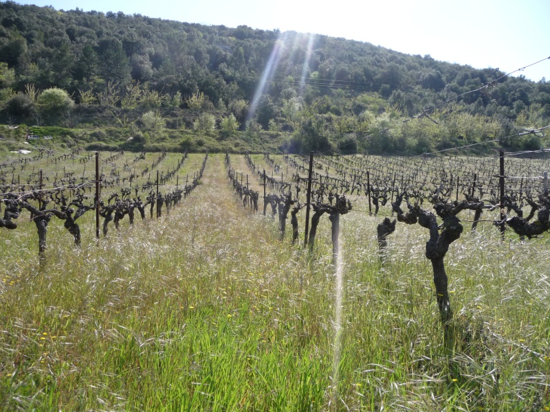 Domaine de Pélissols