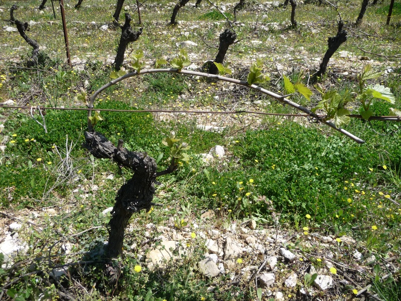 Domaine de Pélissols