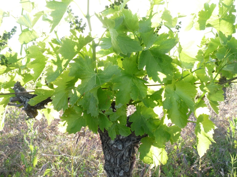 Luna Novéla de Pélissols