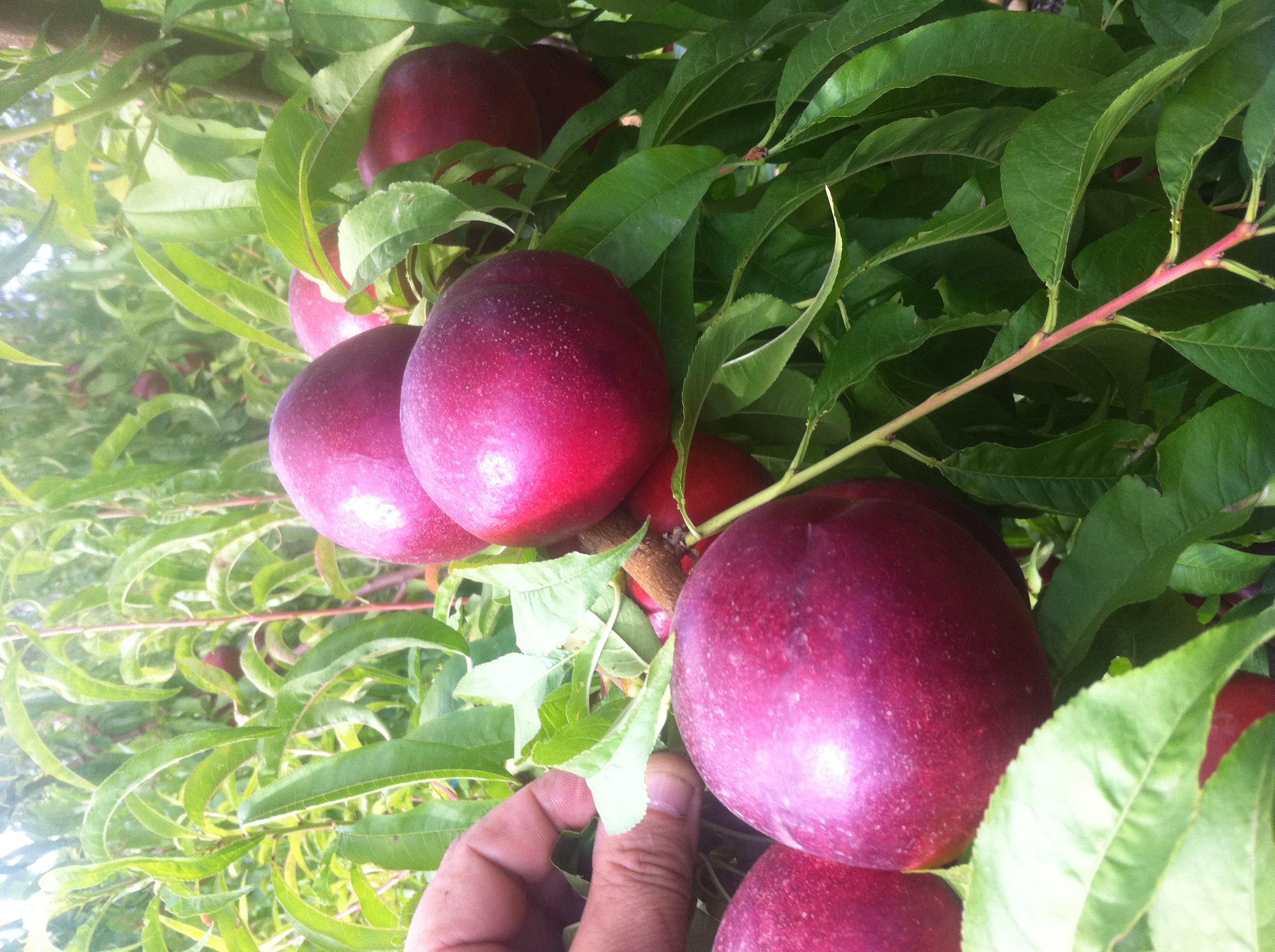 nectarine