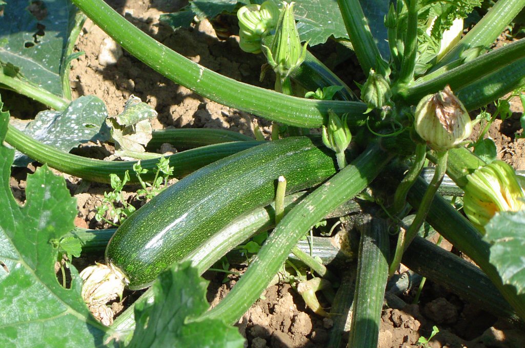 courgette