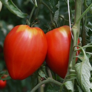 Tomate coeur de boeuf