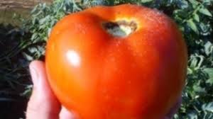 tomate Hector