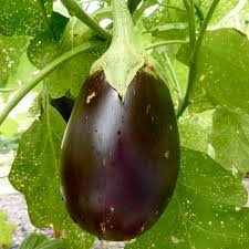 Aubergine noire