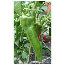 Poivron Lipari vert ou rouge