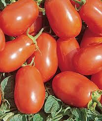 Tomate Roma
