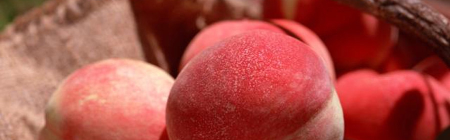 Pêches & Nectarines