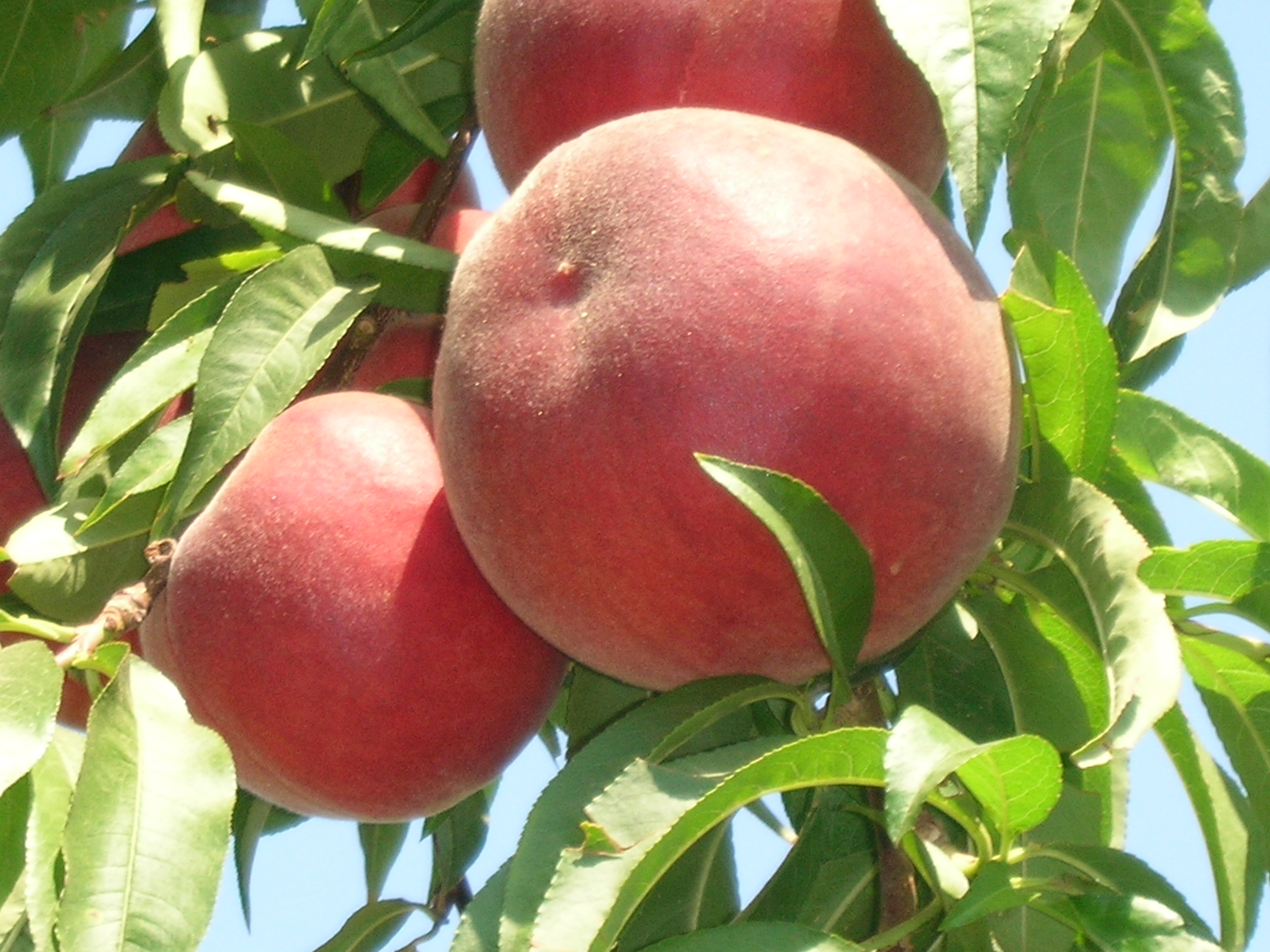 NECTARINES